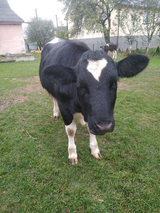 Продам теплицю спокійна.