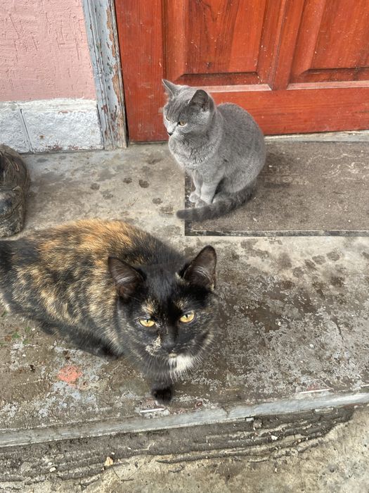 Віддам котиків в добрі руки мама британка