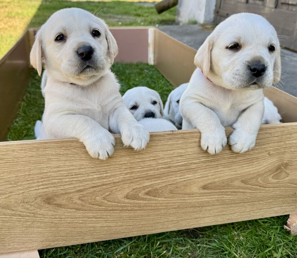 Szczeniak Labrador Retriever