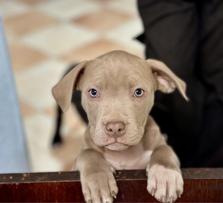 Продаються породисті цуцики породи пітбуль