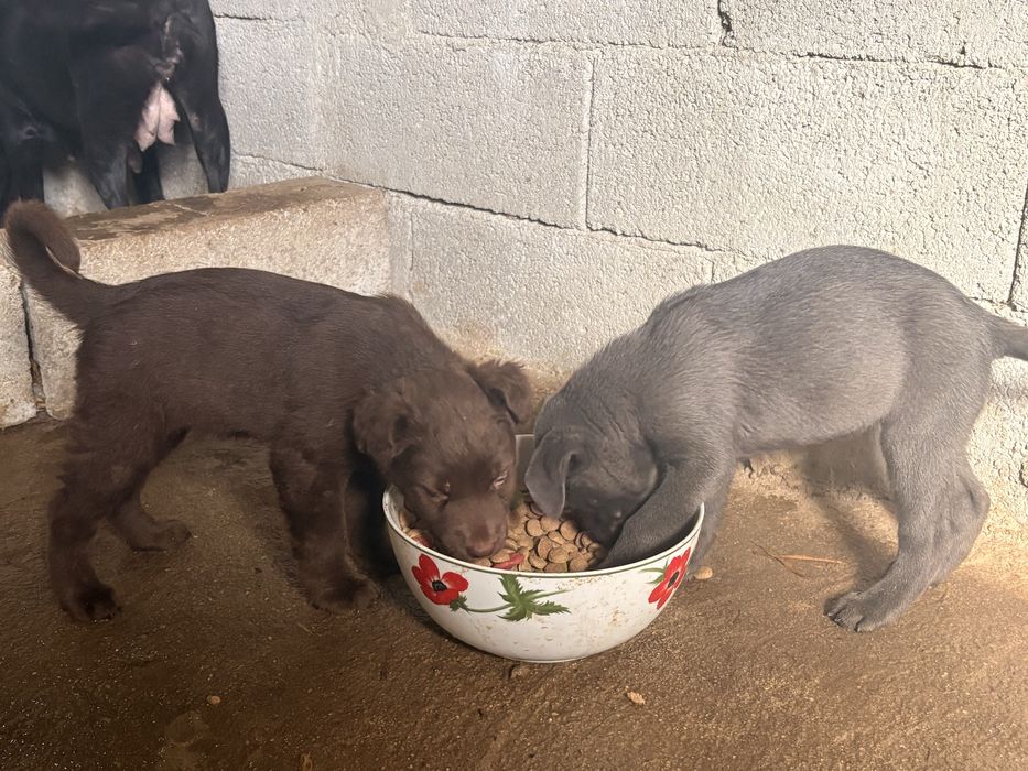 Caes cruzados de pit bull
