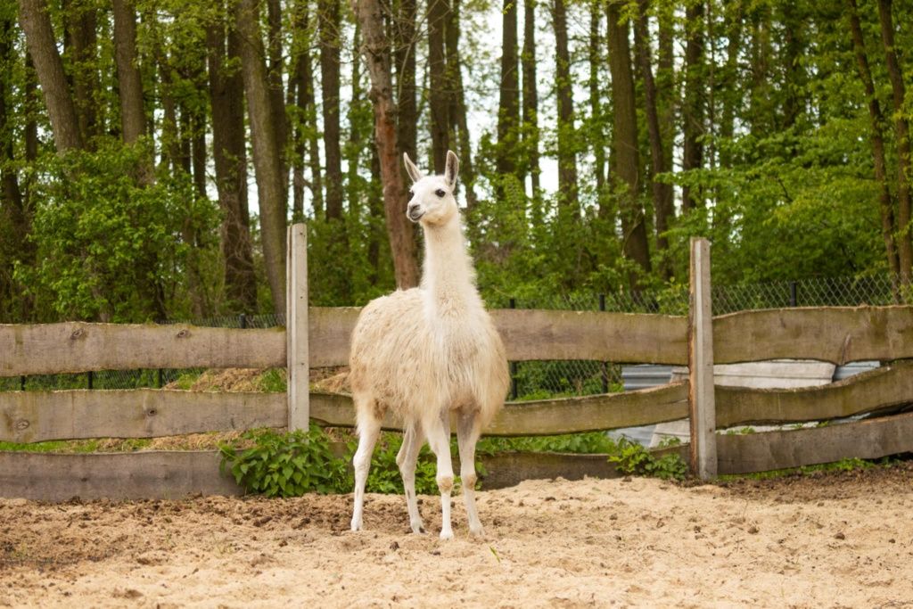 Lamy lama lame lam