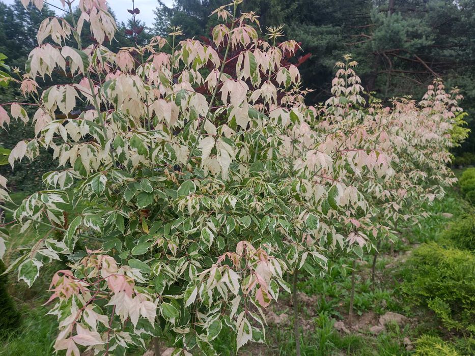 Wiśnia Japońska Kiku Shidare,  Amonagawa XXL