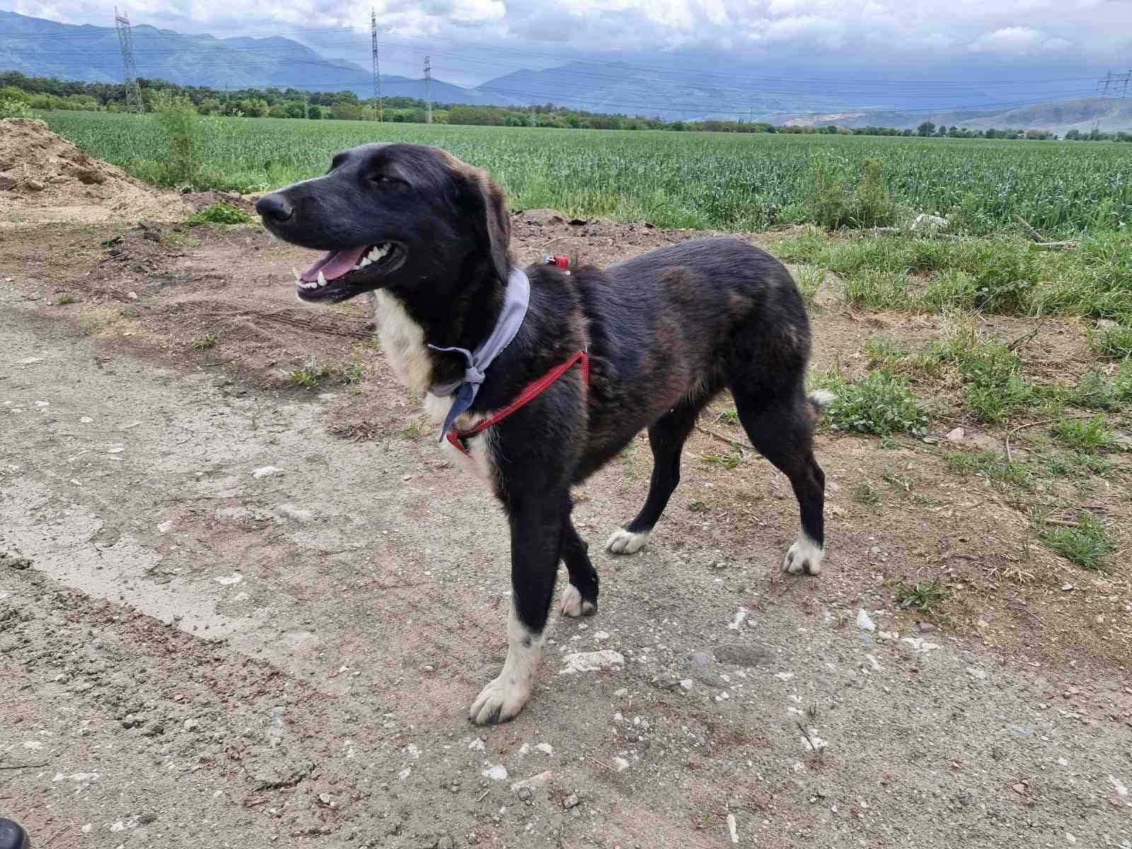 LORA- ok. 7 mies, wdzięczna i miła, kochana . Uratowana w Bułgarii,