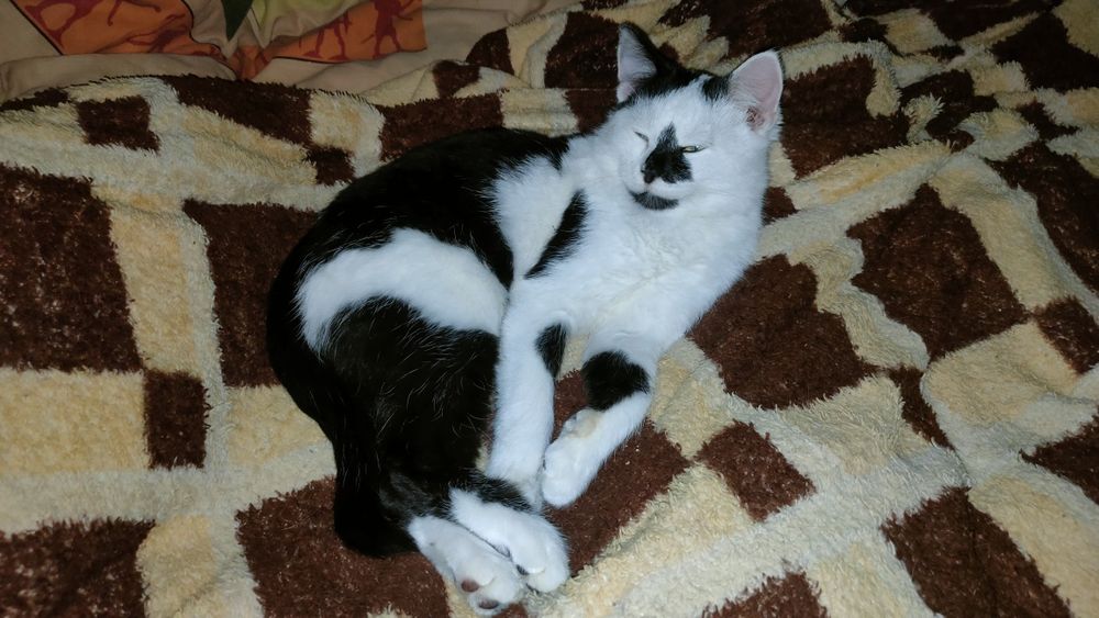 Милый котик ищет семью