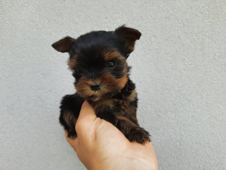 Yorkshire terrier miniaturka