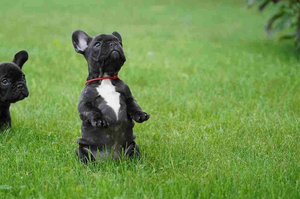 Buldog francuski FCI