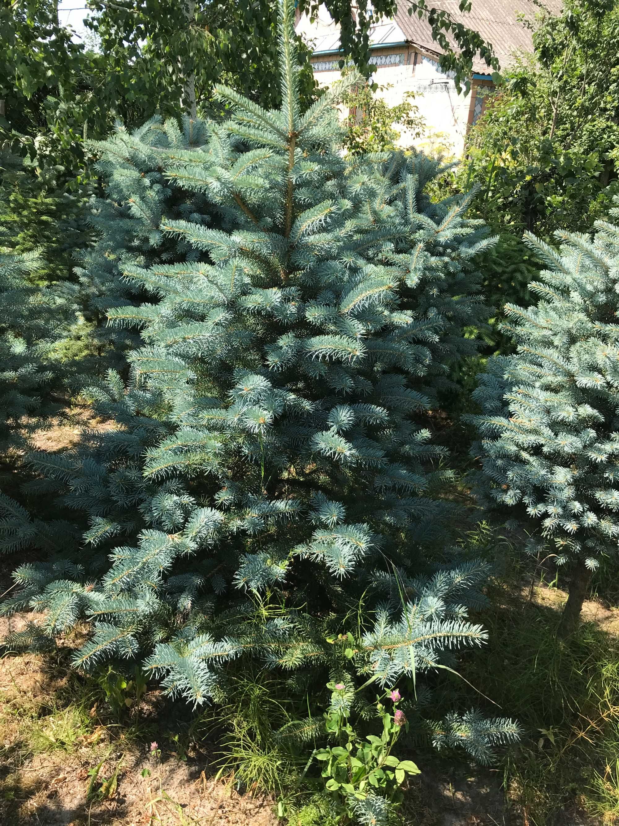 Ялинка колюча, голуба, сиза(Picea glauca)