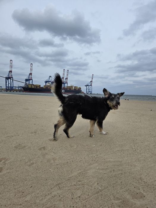 Czy bedzie musiał trafić do schroniska? 3 dom go porzucił