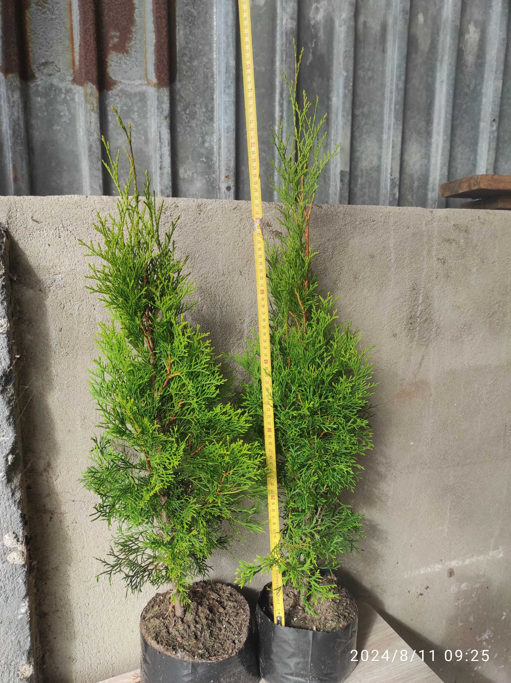 Tuje szmaragd 60cm