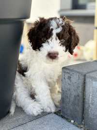 Lagotto romagnolo FCI- dziewczynka