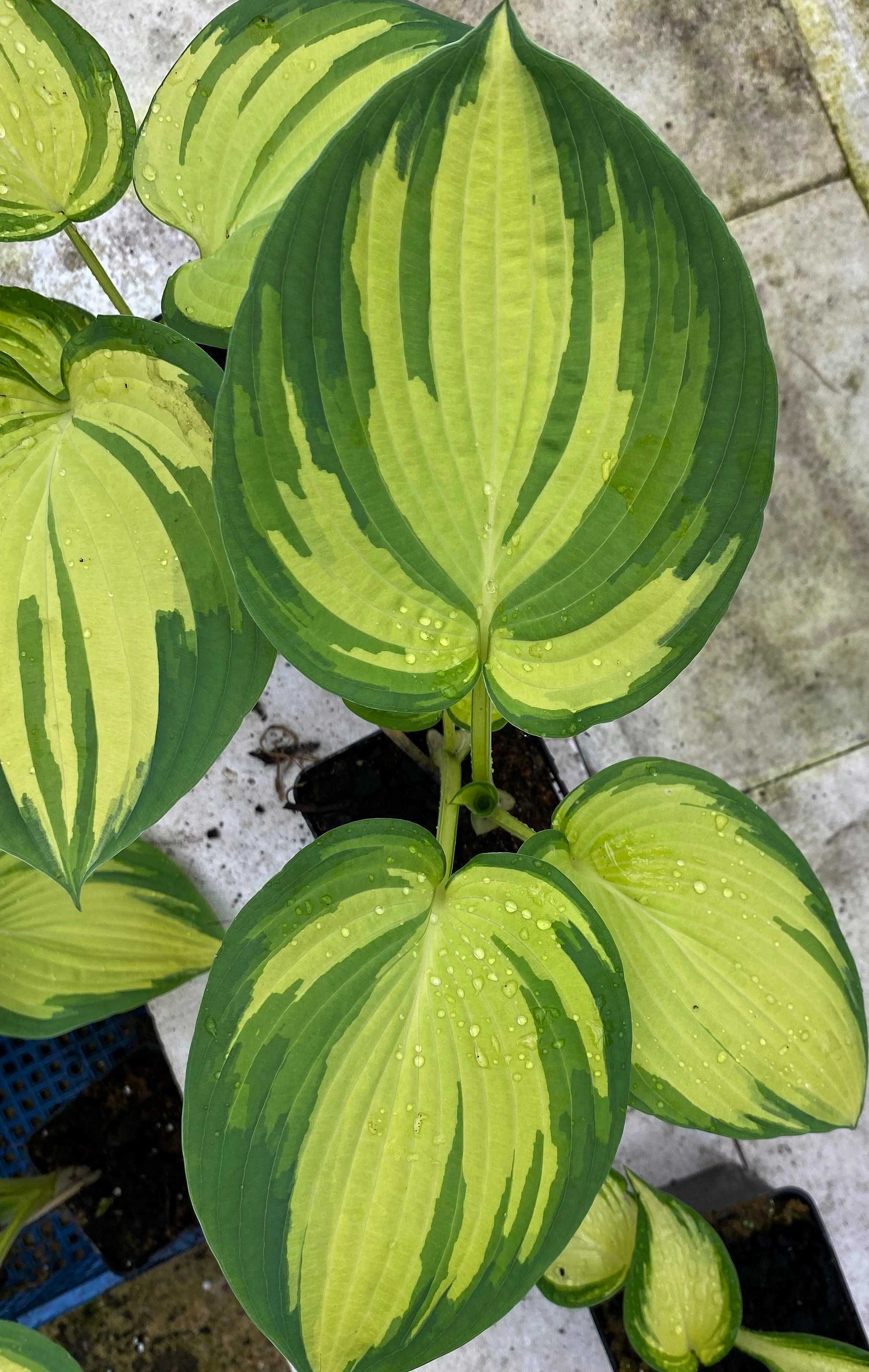Hosta 'Great Expectations' 2-letnia