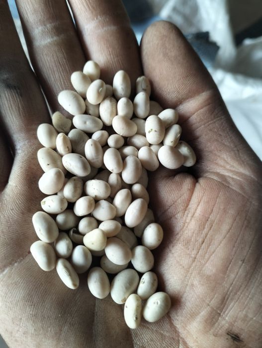 Квасоля Неві бінс