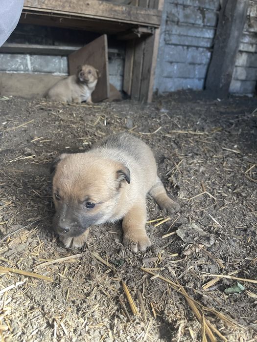 Młode pieski ODDAM ZA DARMO