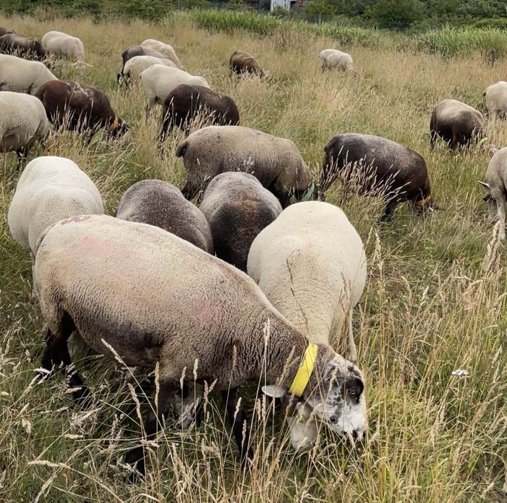 Rebanho de ovelhas prenhas de várias raças e carneiros reprodutores