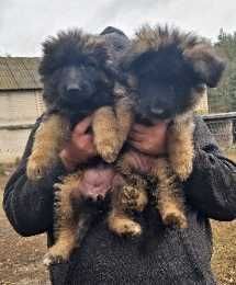 Owczarek niemiecki długowłosy suczka