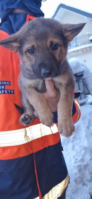 Oddam za darmo szczenięta Łajki Zachodniosyberyhskiej.