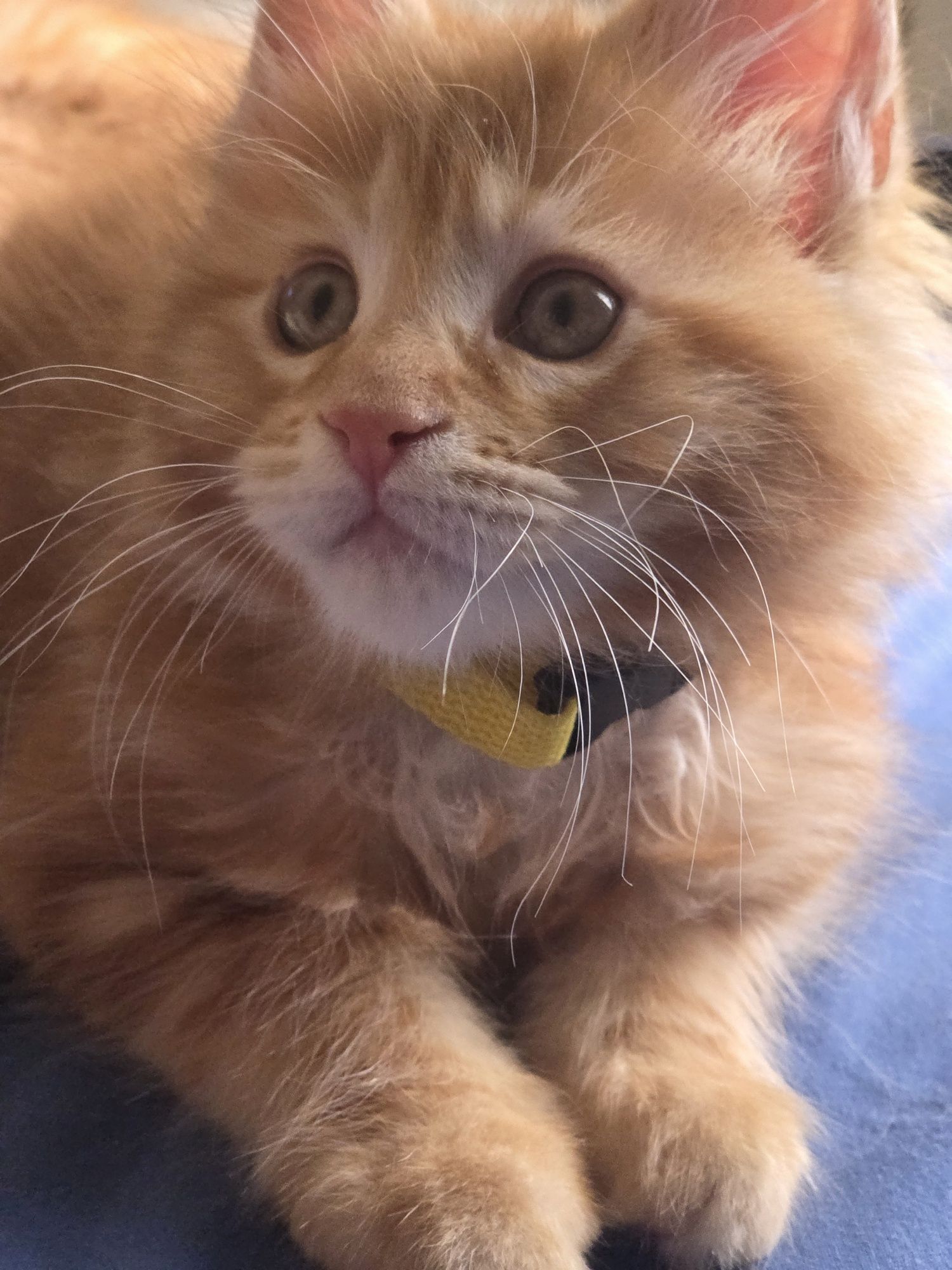 Kocurek Maine Coon