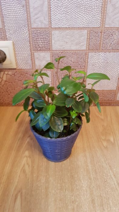 Пеперомия в горшке