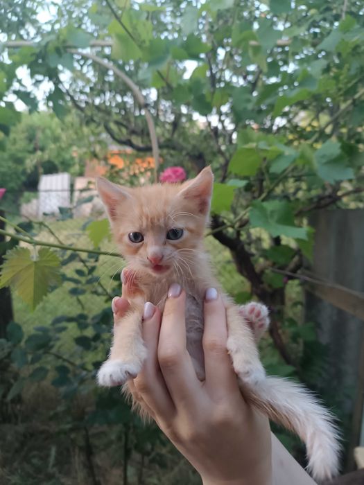 Отдам милых и игривых котят