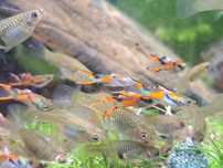 guppys endler criaçao caseira
