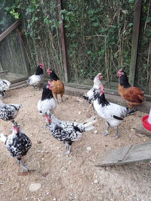 Kury ozdobne koguty lakenfelder vorwerk, włoszka i appenzeller