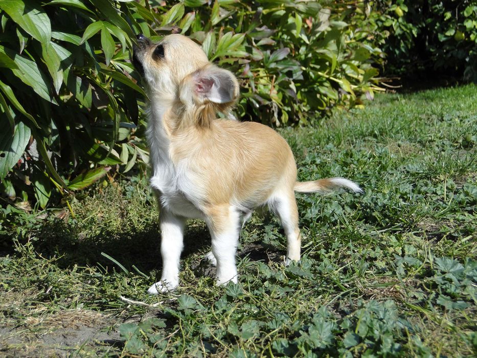 Słodki piesek długowłosy - Chihuahua - ZKwP/FCI