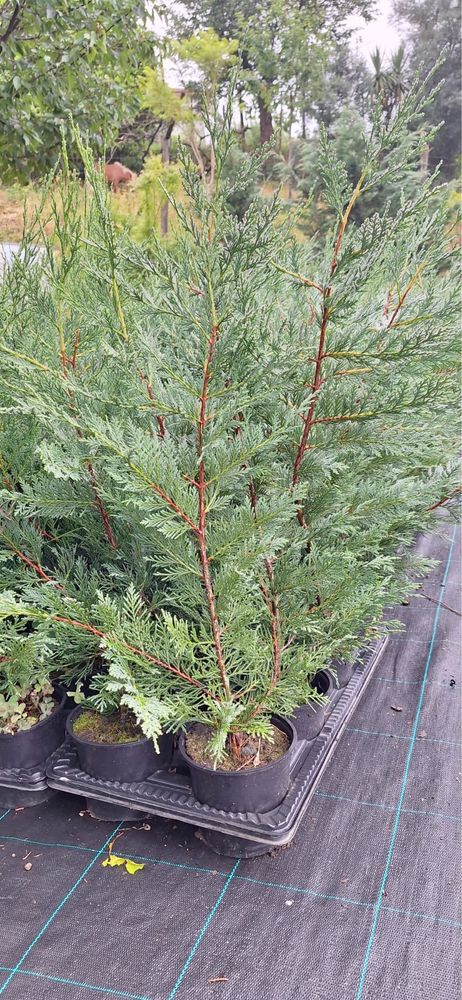 Cupressus Leylandii 100-150cm