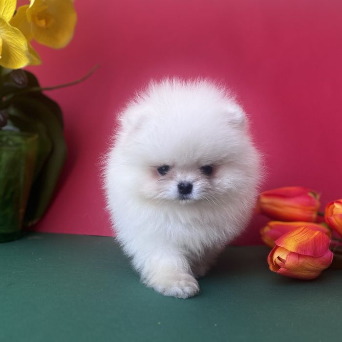 Хлопчик шоу класу тип ведмедика