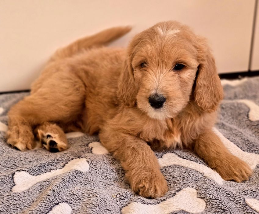 Piesek goldendoodle