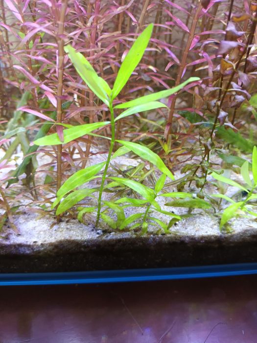 Camarões vermelhos e plantas