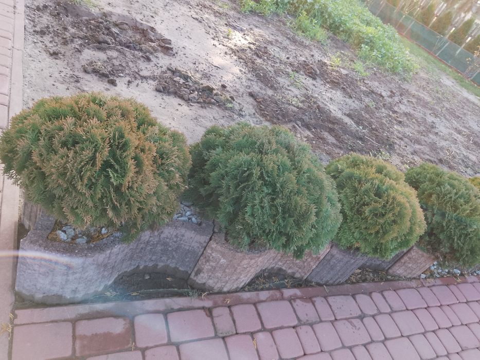 Tuje kule widoczne na zdjęciu