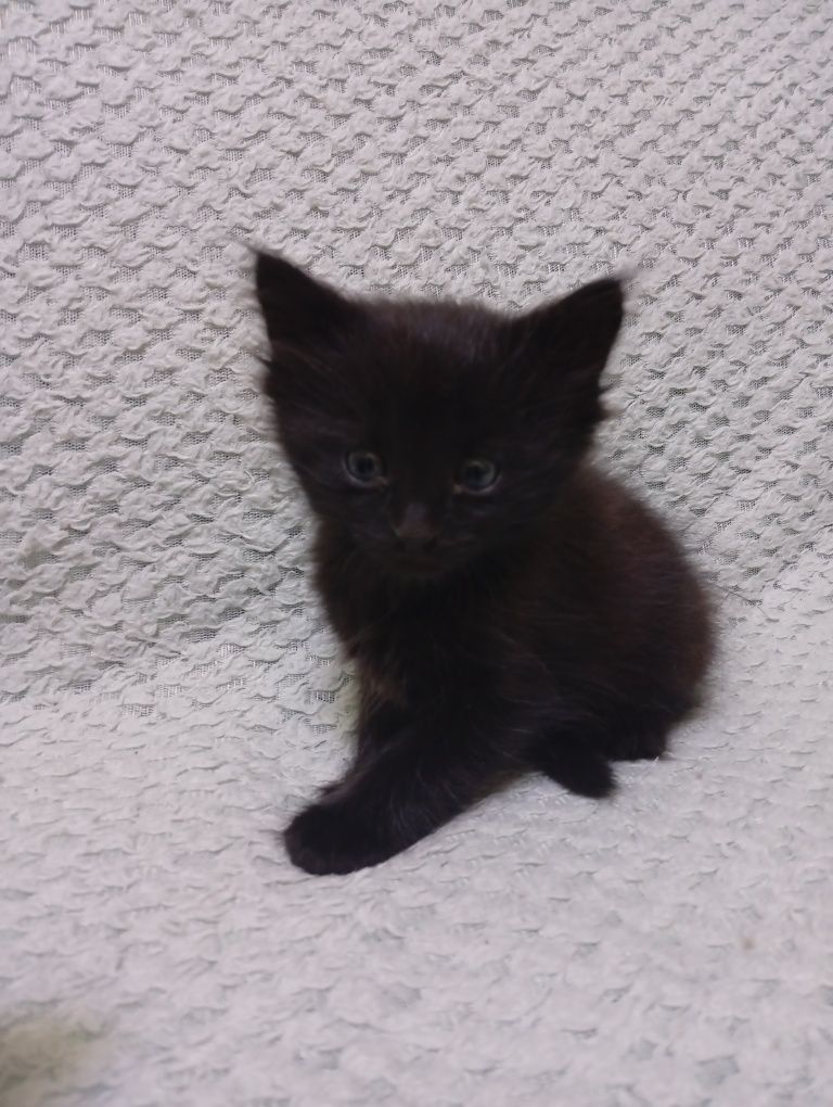 Віддам котиків 1,5 місяця