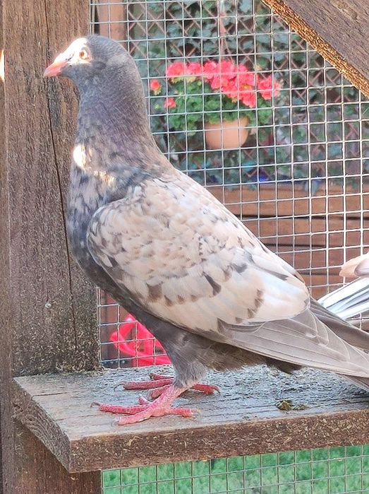 Gołębie pocztowe opal Fril