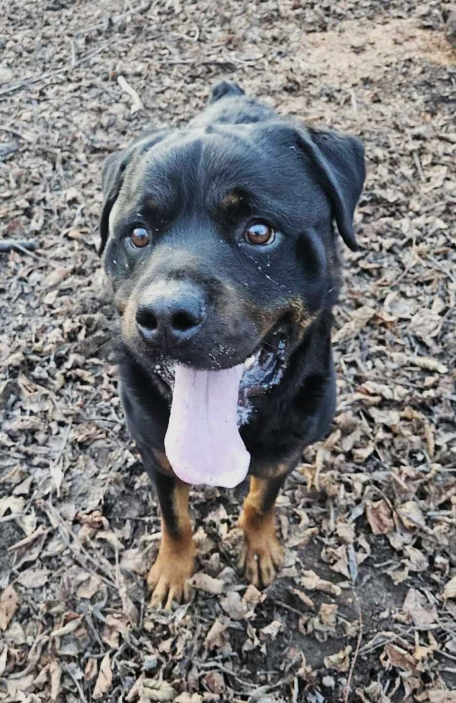 Maciek w typie rottweiler młodziak, typowy przedstawiciel swojej rasy