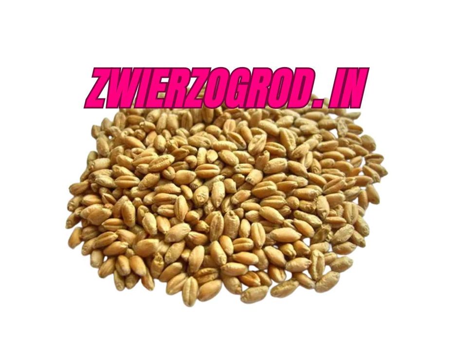 Pszenica Paszowa Drób Gołąb Worki 25 kg ** zwierzogrod.in **