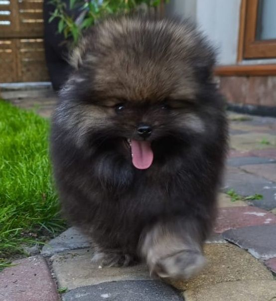 Szpic miniaturowy pomeranian