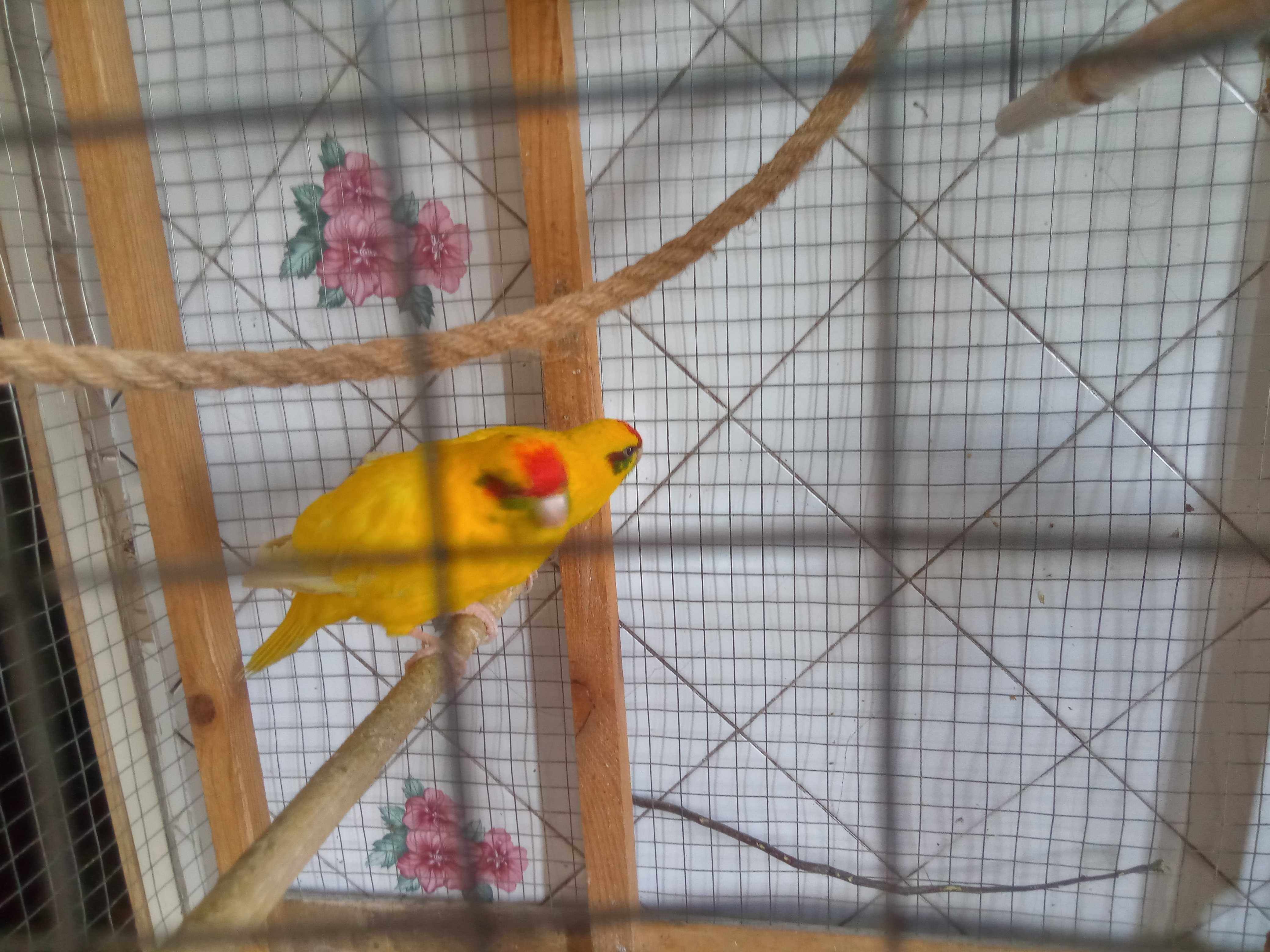 Попугай какарик желтый