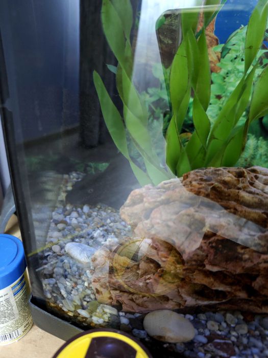 Аквариум Природа