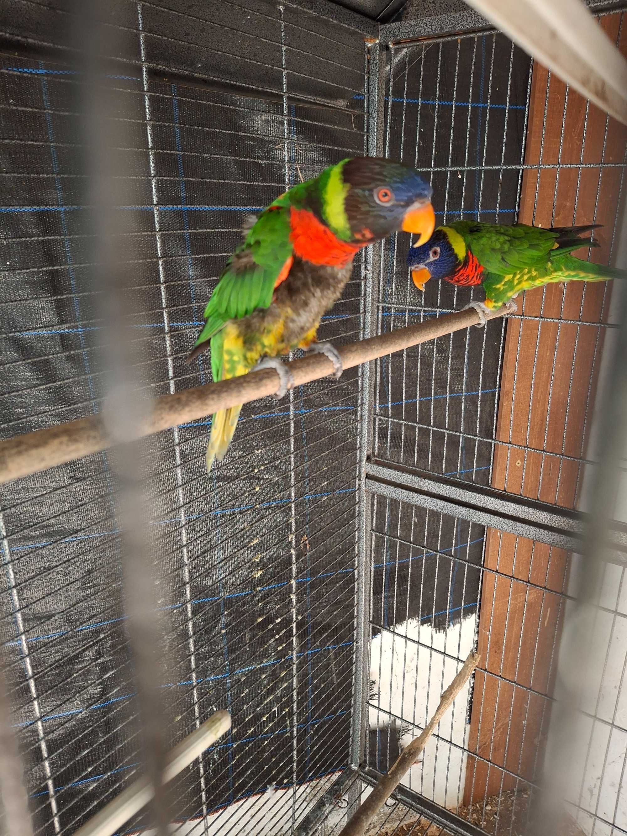 Casal de loris hematudus