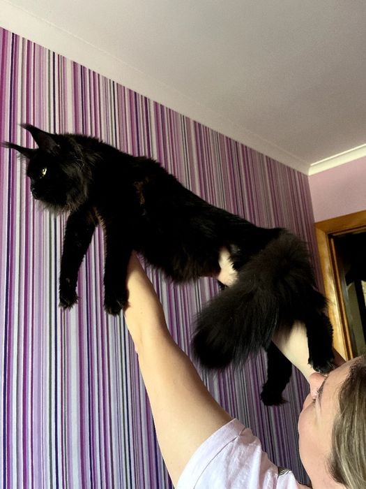 Дівчинка мейн кун в розведення