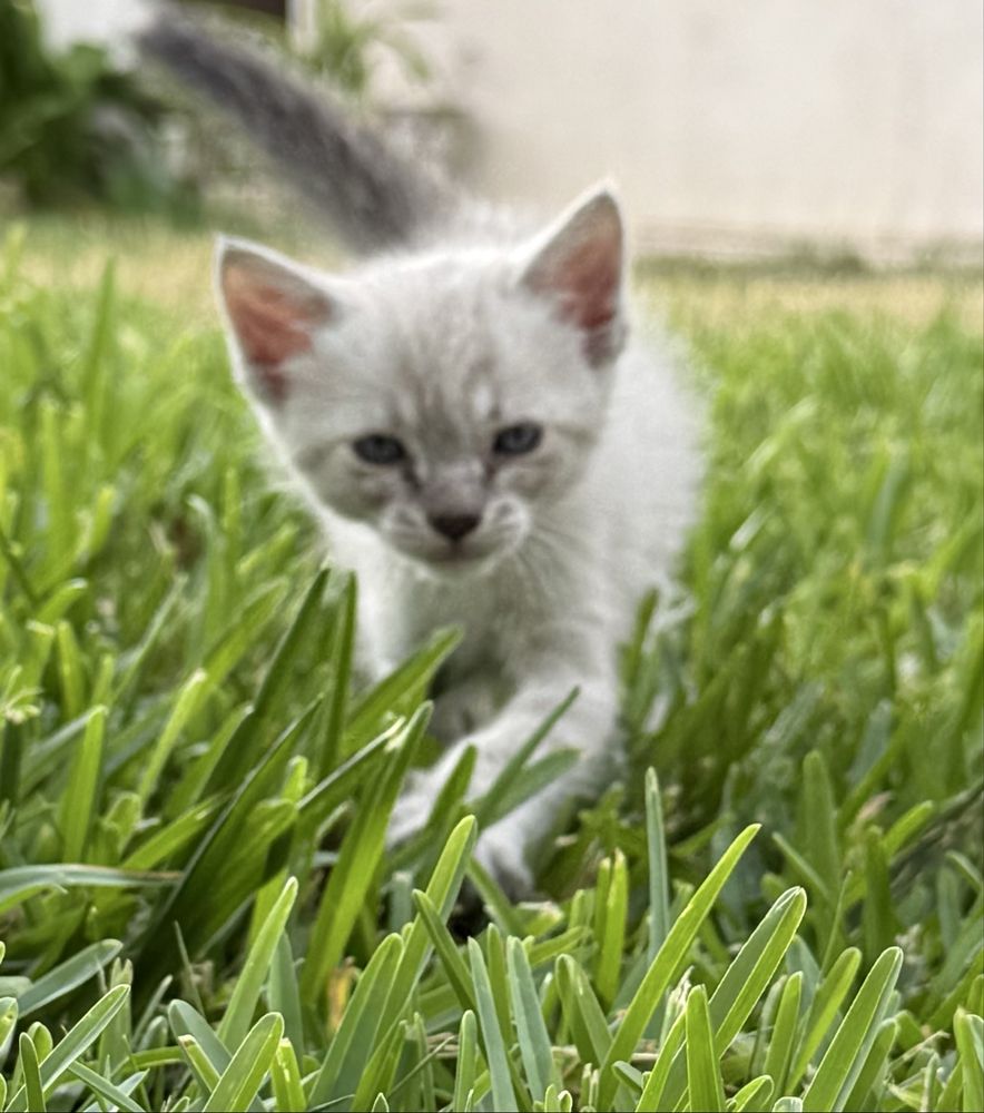 Gatinhos para adoção responsável