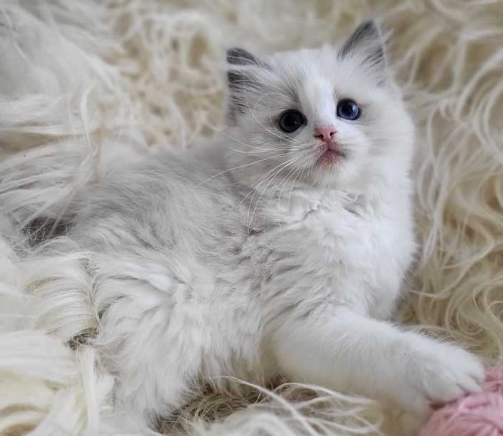 Koteczka Ragdoll z rodowodem WCF- koniec sierpnia