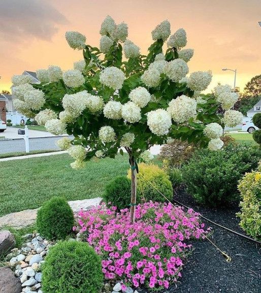 Гортензія волотиста на штамбі з квіткою