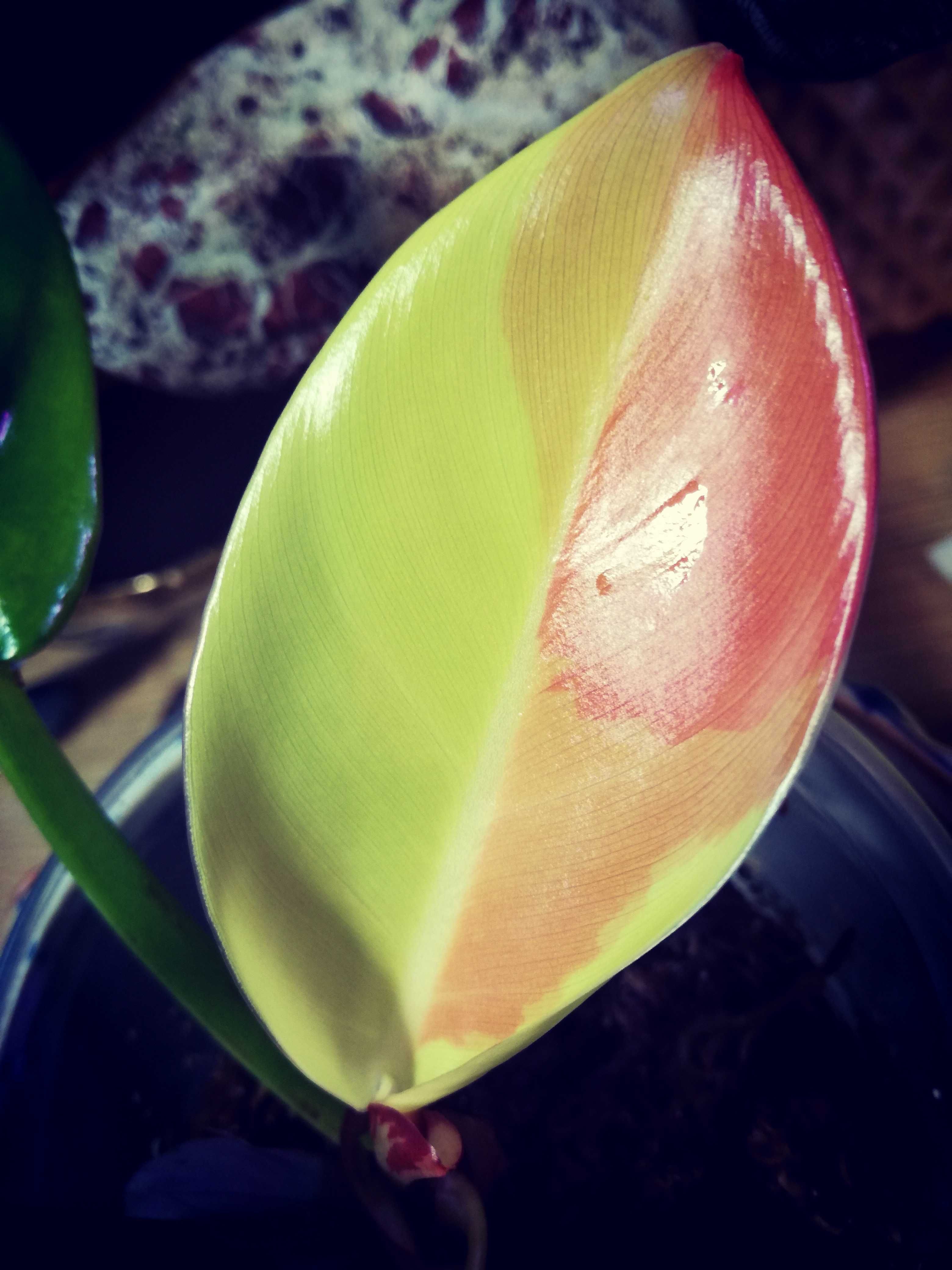 INTERNATION. Philodendron Red Moon Variegata Czerwony Księżyc filod mo