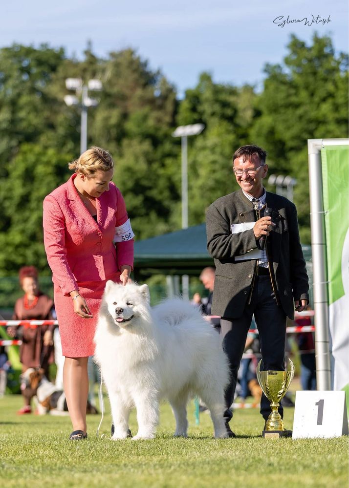 Samoyed - Reproduktor FCI Inter Multi Champion Royal Winter Snowmoon