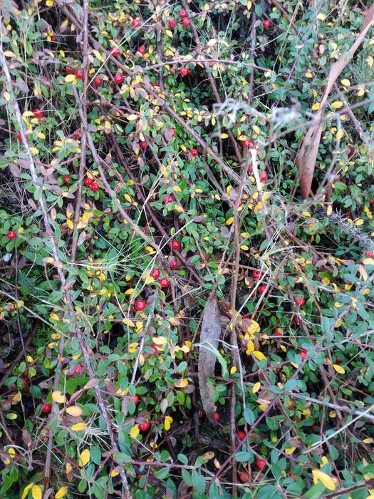 Planta cotoneaster