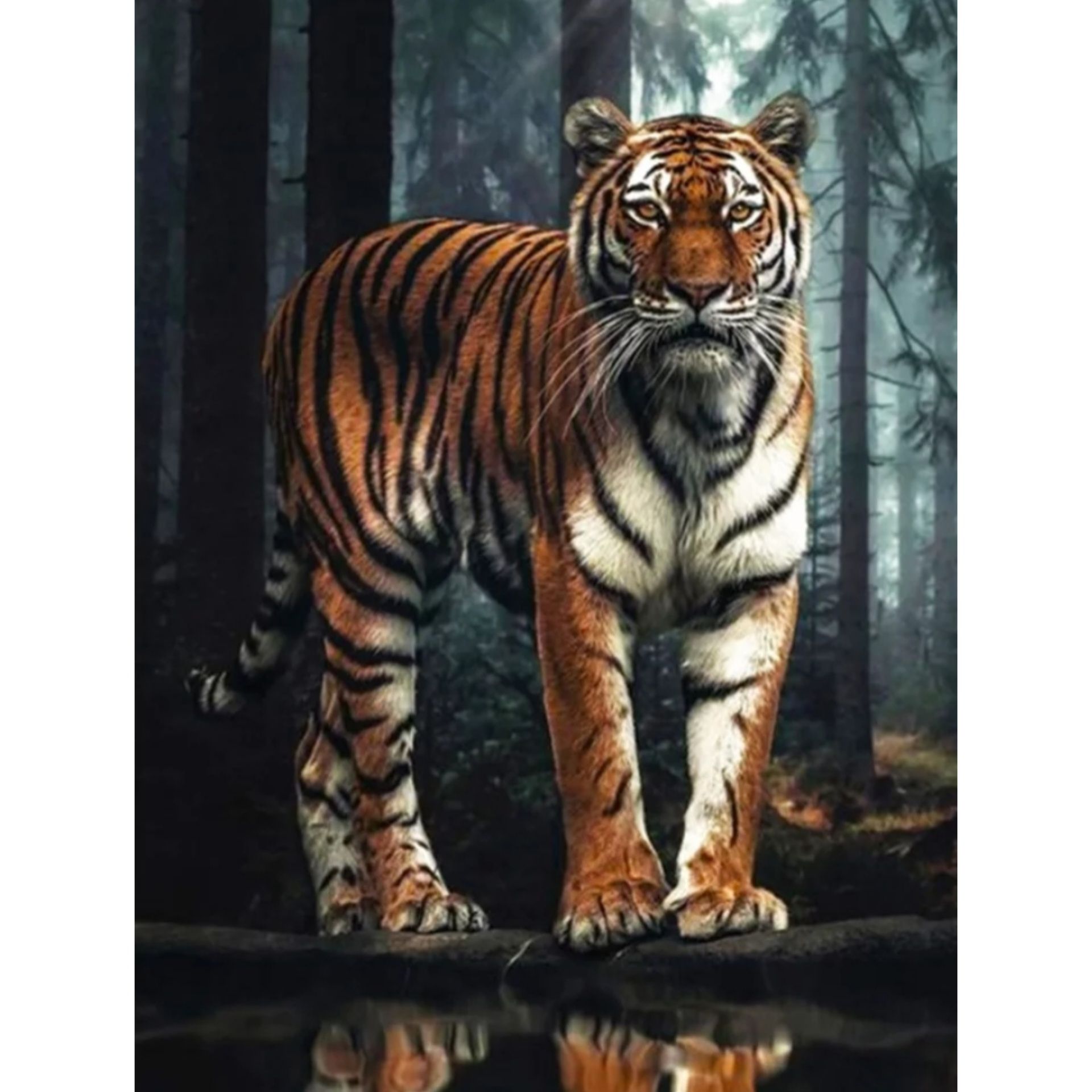 Алмазна вишивка / мозаїка тигри, є і леви, 30*40см, квадратні стрази