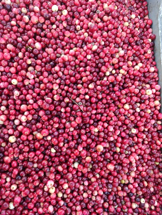 Żurawina leśna bagienna