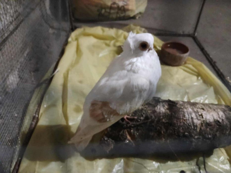 Gołąb samica popielaty